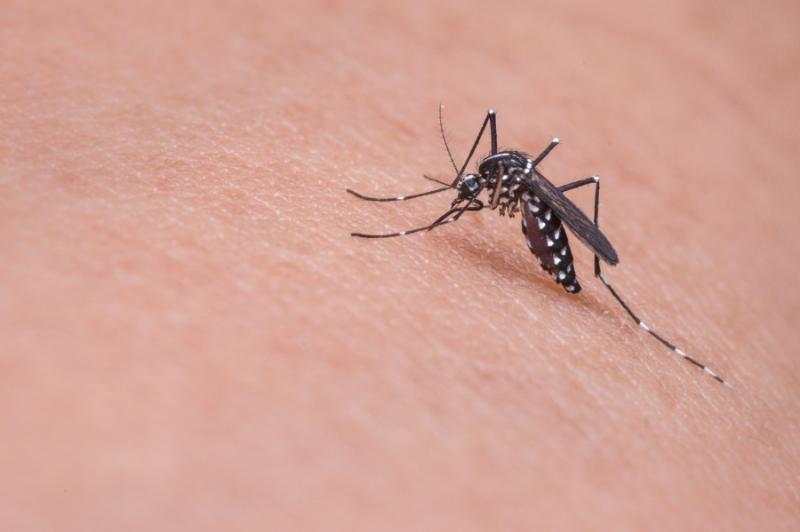 Ενημέρωση από τον δήμο Ιλίου για τις ενέργειες καταπολέμησης των κουνουπιών