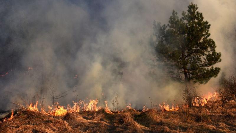 ΕΛΓΑ: Απαλλάσσονται από εκτιμητικά τέλη πυρόπληκτοι κτηνοτρόφοι