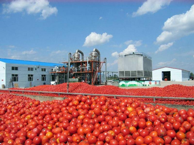 Άρχισε η καταβολή από τον ΕΛΓΑ των προκαταβολών προς τους παραγωγούς βιομηχανικής ντομάτας