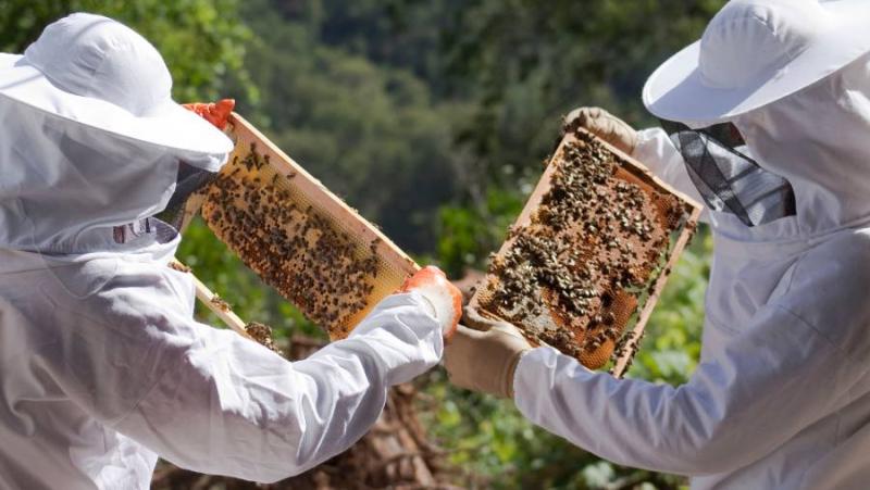 Ταχύρρυθμα Εκπαιδευτικά Προγράμματα για Μελισσοκόμους από τον ΕΛΓΟ- ΔΗΜΗΤΡΑ σε όλη τη χώρα