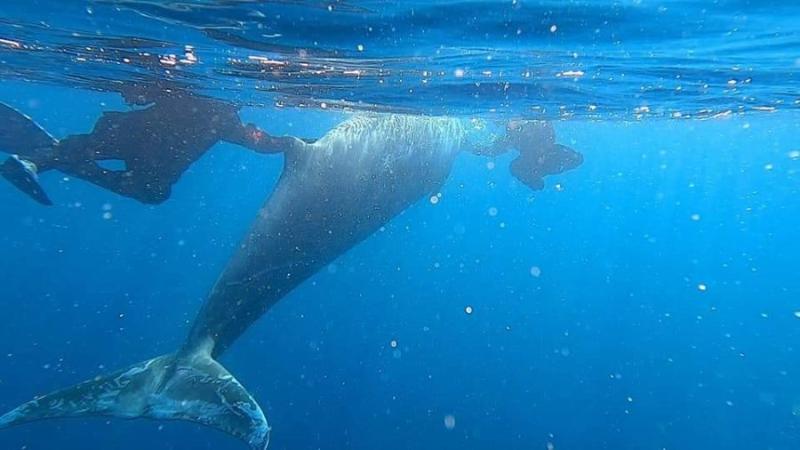 Μεγάλη προσπάθεια και αγωνία για τη διάσωση της νεαρής φάλαινας στον Άλιμο