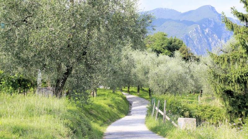 Πρόγραμμα δακοκτονίας Τετάρτη 2 Οκτωβρίου στη Μεσσηνία