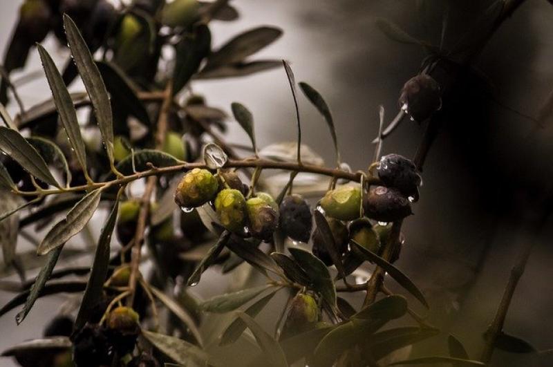 Τί έδειξαν τα ευρήματα μελέτης για τα ποιοτικά χαρακτηριστικά ελαιολάδου &quot;Καλαμάτα ΠΟΠ&quot;