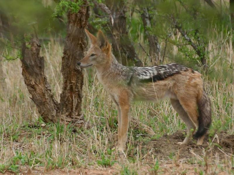 Έγγραφο από την Ένωση Κτηνοτρόφων Τριφυλίας για την αύξηση του πληθυσμού των τσακαλιών