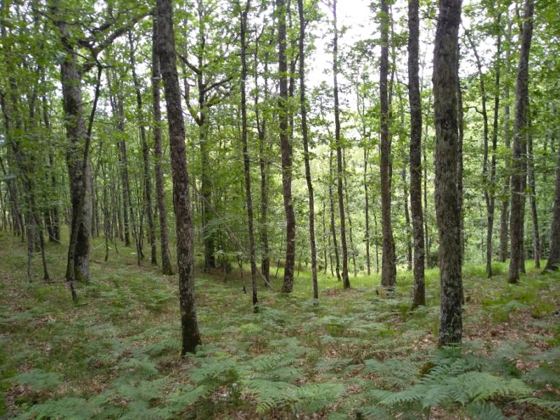 H συνεισφορά των ελληνικών δασών στην μείωση του φαινομένου της κλιματικής αλλαγής