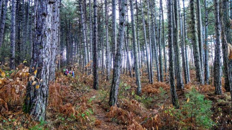 Εξόρμηση στη Βλαχοκερασιά διοργανώνει ο Ορειβατικός Σύλλογος Καλαμάτας