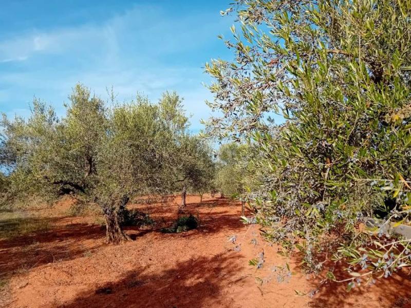 Τεράστιες οι ζημιές στις ελιές από την παρατεταμένη ανομβρία