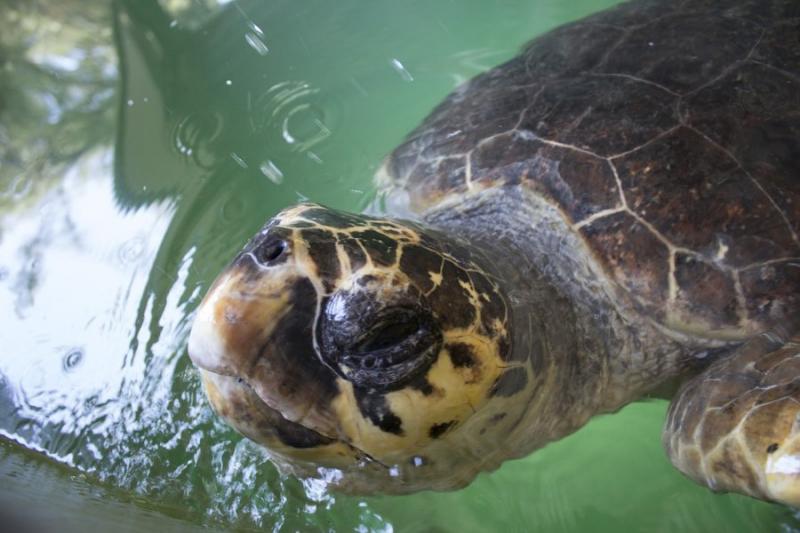 Ερώτηση Στ. Αραχωβίτη για προστασία χελώνας Caretta Caretta