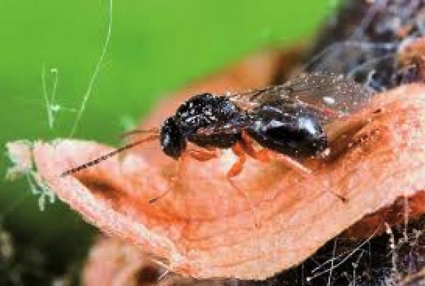 Εντοπίστηκε στην Αρκαδία το καταστροφικό έντομο «σφήκα της καστανιάς» – Απαιτείται εγρήγορση των παραγωγών (ph)