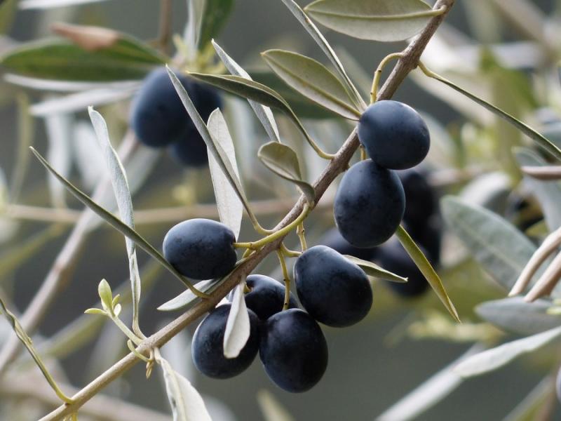 Πραγματοποιήθηκε η Ημερίδα για την καταπολέμηση εχθρών της ελιάς στην Καλαμάτα