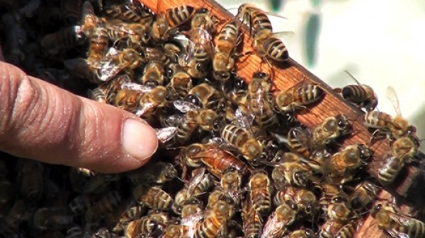 Ξεκινά η διαβούλευση για την βελτίωση της μελισσοκομίας