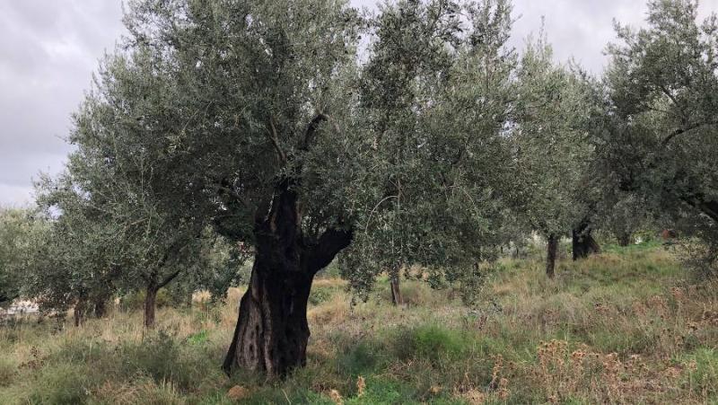 Πρόγραμμα δακοκτονίας Τετάρτη 18 Σεπτεμβρίου στη Μεσσηνία