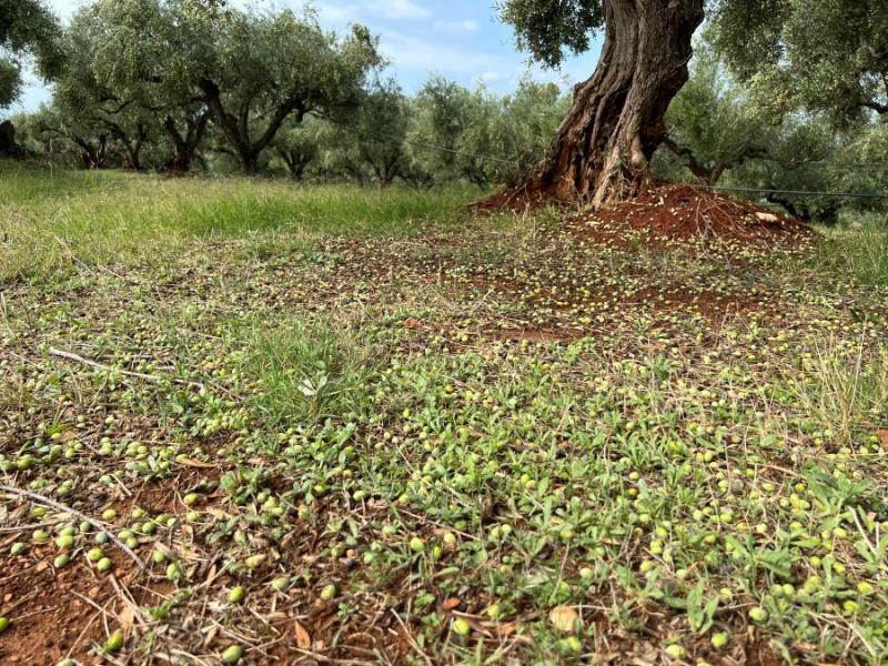 Αντιπεριφερειάρχης πρωτογενούς τομέα: Εκτίμηση της ΔΑΟΚ για τις ζημιές στην Τριφυλία