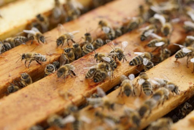 Σάμος: 70χρονος κατηγορείται για 40 κλοπές μελισσιών