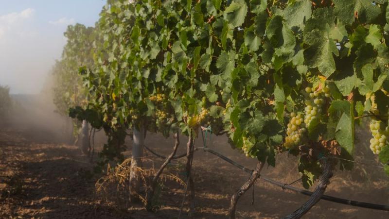 Παράταση προθεσμίας υποβολής αιτήσεων για αναδιάρθρωση και μετατροπή αμπελώνων, έως 27 Νοεμβρίου