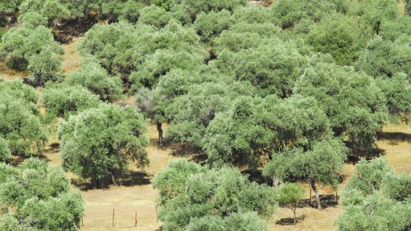 Ξεκινούν ψεκασμοί δακοκτονίας στην ΠΕ Ηλείας