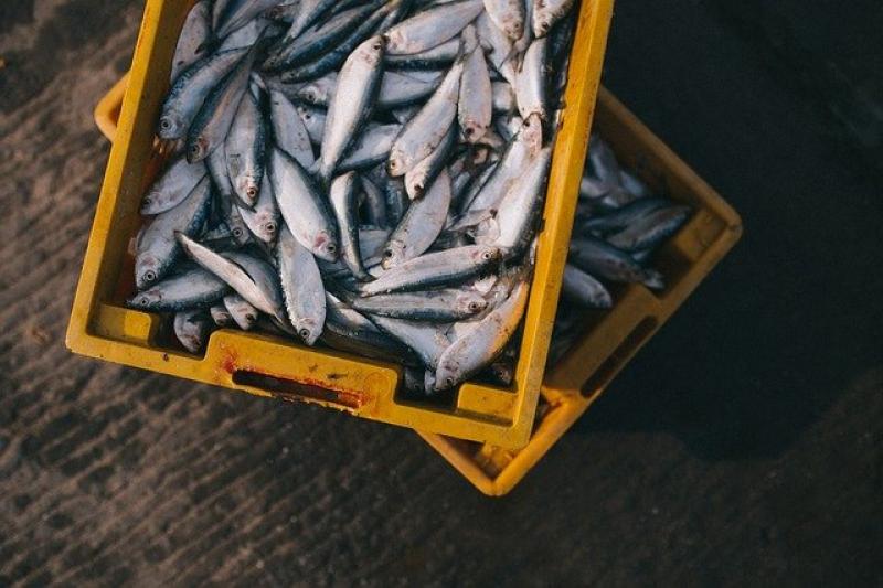 Επανεξετάζονται οι προϋποθέσεις για κορωνοενισχύσεις στην παράκτια αλιεία