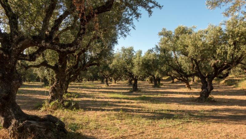 Πρόγραμμα δακοκτονίας στη Μεσσηνία το Σάββατο και τη Δευτέρα