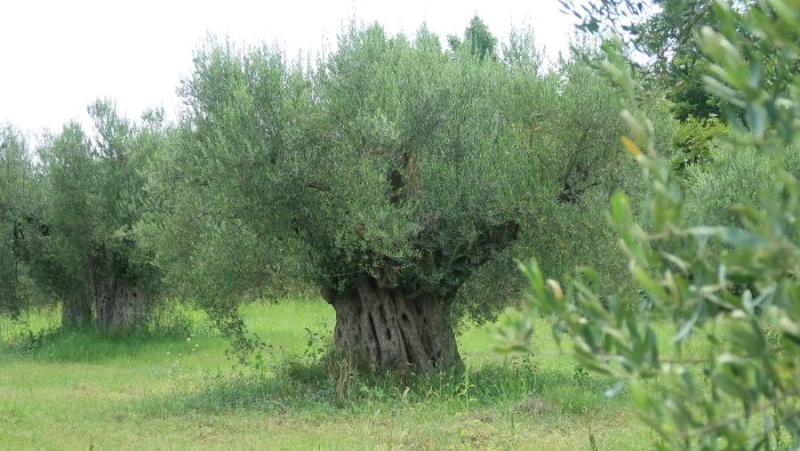 Πρόγραμμα δακοκτονίας Παρασκευή 27 Σεπτεμβρίου στη Μεσσηνία