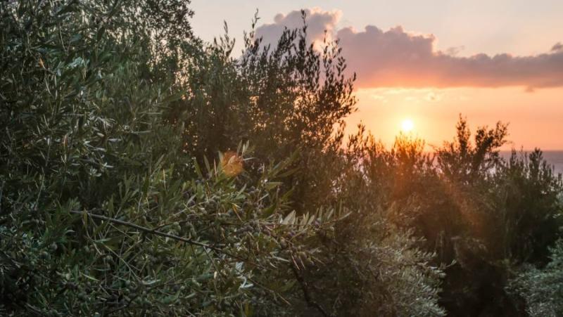 Πρόγραμμα δακοκτονίας Σάββατο 20 Ιουλίου και Δευτέρα 22 Ιουλίου στη Μεσσηνία