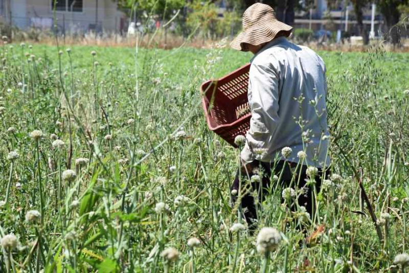 ΟΠΕΚΑ: Αύριο, καταβάλλονται τα χρηματικά βοηθήματα σε πολύτεκνες και τρίτεκνες αγρότισσες μητέρες