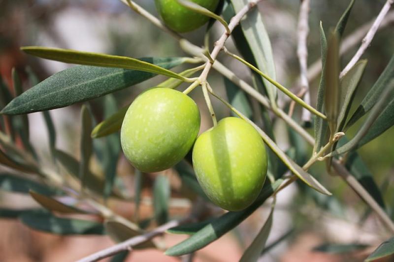 Ερώτηση στη Βουλή για τις ελιές Χαλκιδικής που μένουν εκτός αποζημιώσεων λόγω παγετού