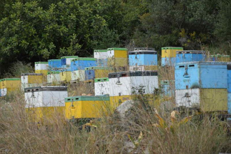 Μελισσοκομία: Από σήμερα η αίτηση δήλωσης κυψελών