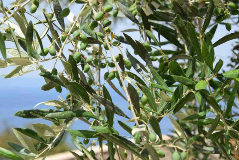 Αλτερναρίωση - η νέα απειλή για την ελιά (Βίντεο)