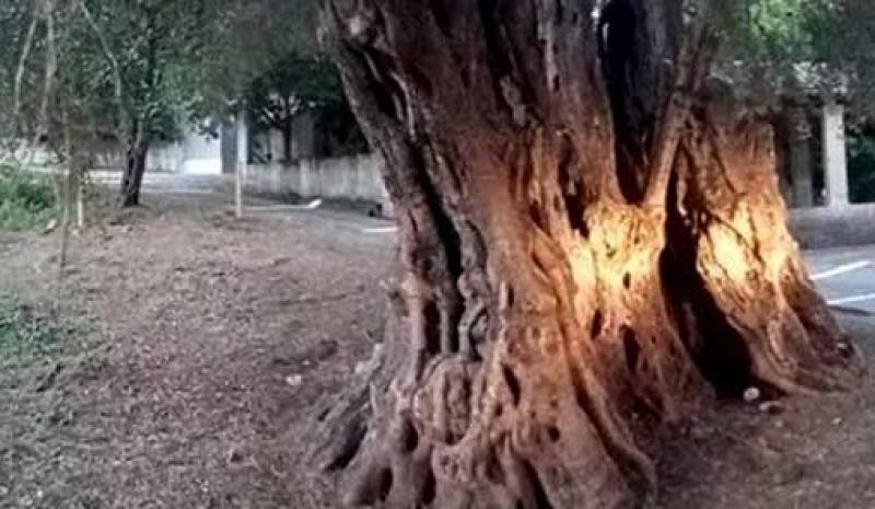 Ένντεκα αιώνες μετρά ένα από τα αρχαιότερα και ογκωδέστερα ελαιόδεντρα στον κόσμο, η &quot;Ευδοκία&quot;