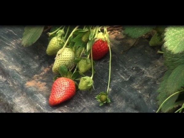 Εύφορη Γη - &quot;Η Καλλιέργεια φράουλας στην Πελοπόννησο&quot; (βίντεο)
