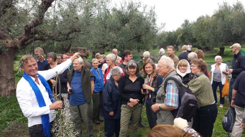 Δανοί τουρίστες ζουν την εμπειρία - Μαζεύουν ελιές κάθε χρόνο στη Μεσσηνία (video-photos)