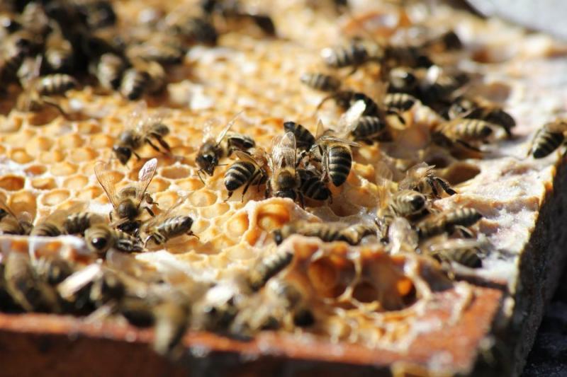 Μελισσοκόμοι: Δήλωση κυψελών διαχείμασης