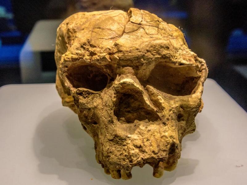 Το αρχαίο κρανίο που ανακαλύφθηκε στην Κίνα θα μπορούσε να είναι Homo  erectus ηλικίας 1.000.000 ετών