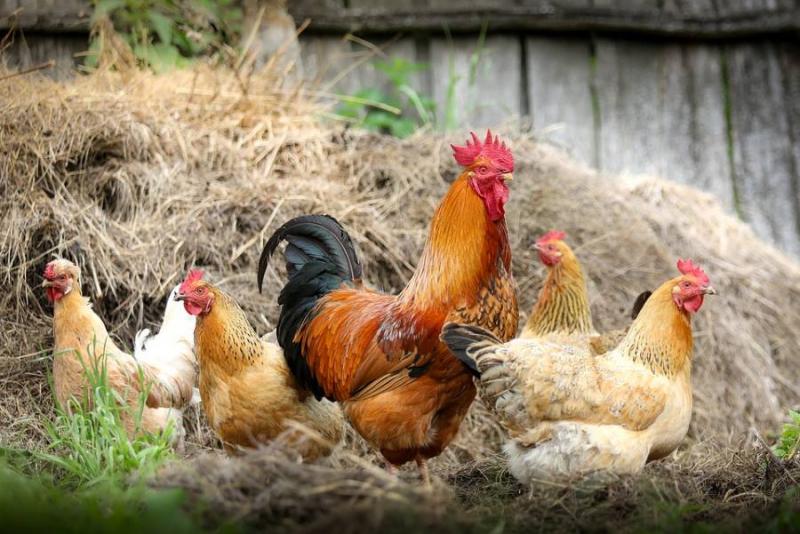 Μεθόδους διαχείρισης των πτηνοτροφικών αποβλήτων αναζητούν στα Μέγαρα