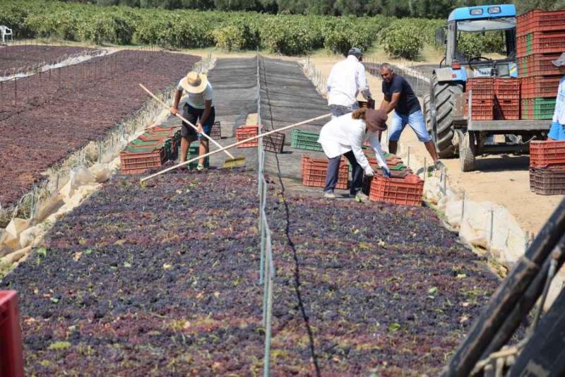 Συνέλευση για το θέμα της σταφίδας στο Χανδρινού