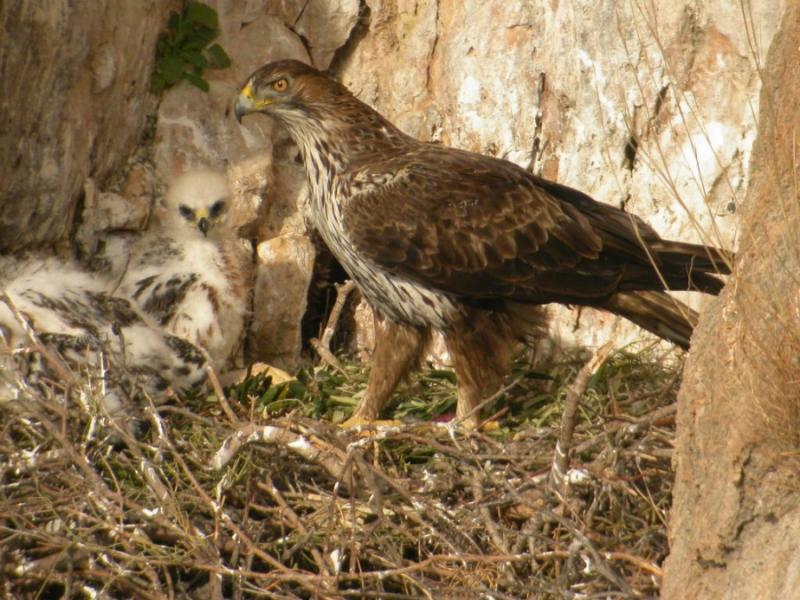 Επιστολή περιφερειακής Σύμβουλου Πελοποννήσου: &quot;Μια φορά και ένα καιρό ένας σπιζαετός…. Περιβαλλοντικό έγκλημα στην Μάνη&quot;