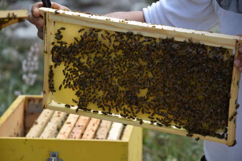 Μελισσοκομία: Μέχρι τις 30 Ιουνίου αιτήσεις για «Αναλύσεις μελιού και λοιπών προϊόντων κυψέλης»