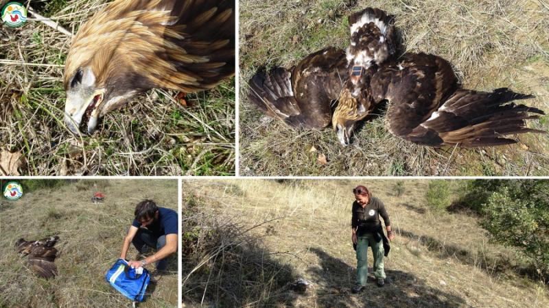 Δράμα: Νέο περιστατικό δηλητηρίασης Χρυσαετού