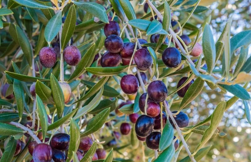 Σε ποιες περιοχές της Μεσσηνίας θα γίνει ψεκασμός δακοκτονίας την Τετάρτη