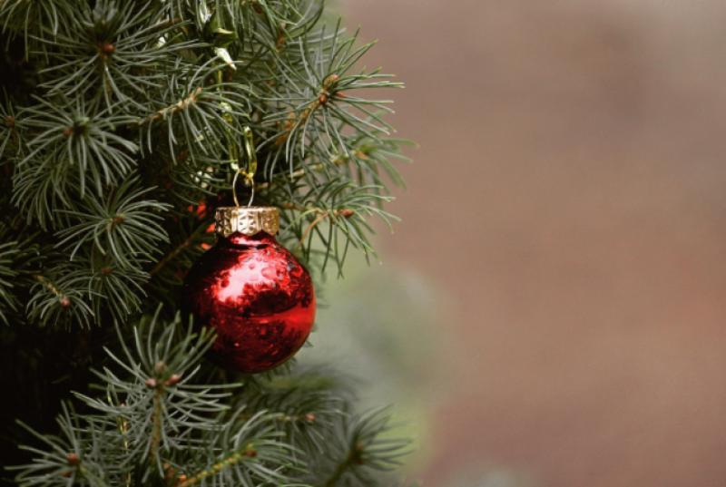 Θεσσαλονίκη: Πρόγραμμα ανακύκλωσης των φυσικών Χριστουγεννιάτικων δέντρων