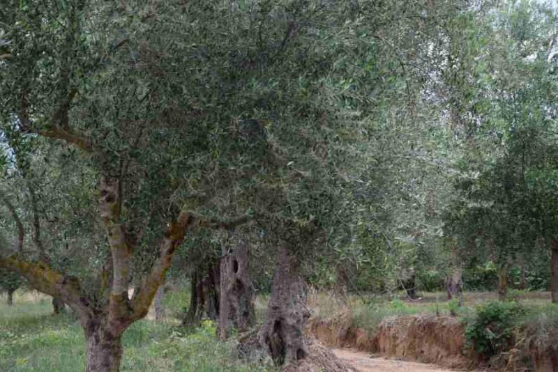 Investment with knowledge in olive tree farming