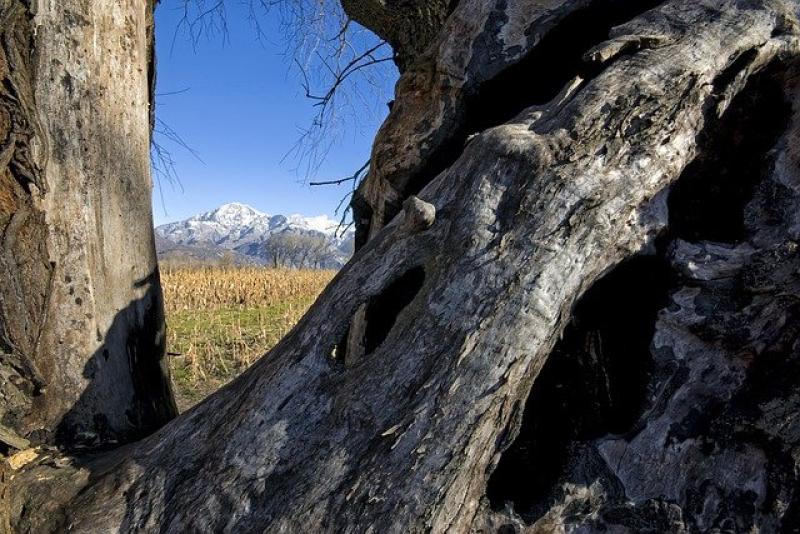 Τρίκαλα: Τα αιωνόβια δέντρα προσφέρουν &quot;δυνατότητες οικοτουριστικής και εκπαιδευτικής ανάδειξης και ανάπτυξης της φυσικής κληρονομιάς&quot;