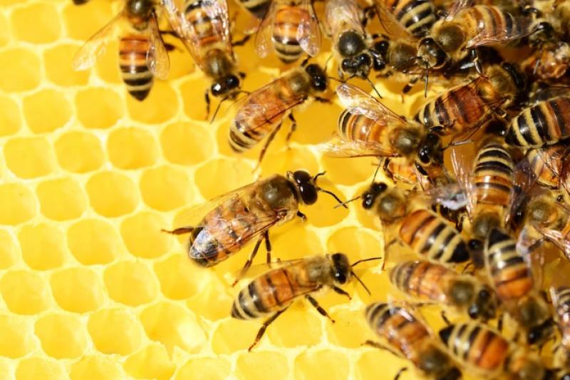 ΔΑΟΚ Μεσσηνίας: Παρατείνονται οι αιτήσεις για τους μελισσοκόμους