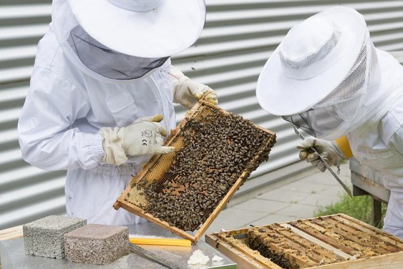 ΕΕ: 20 εκατ. ευρώ για τη στήριξη των Ελλήνων χοιροτρόφων και μελισσοκόμων