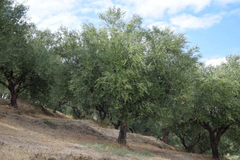 Ρυγχίτης και πυρηνοτρήτης προσβάλλουν τις ελαιοκαλλιέργειες