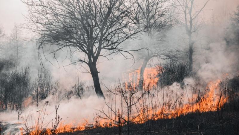 Αποφάσεις του ΕΛΓΑ για αποζημιώσεις σε πληγέντες παραγωγούς από πυρκαγιές