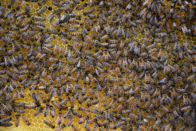 Ξηρασία και φυτοφάρμακα χτυπούν τη μελισσοκομία