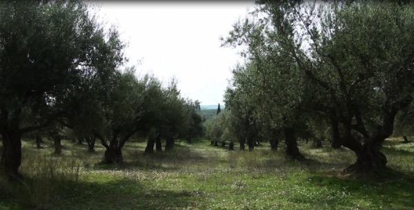 ΥΠΑΑΤ: “Κανένα κρούσμα Xylella fastidiosa στη χώρα μας”