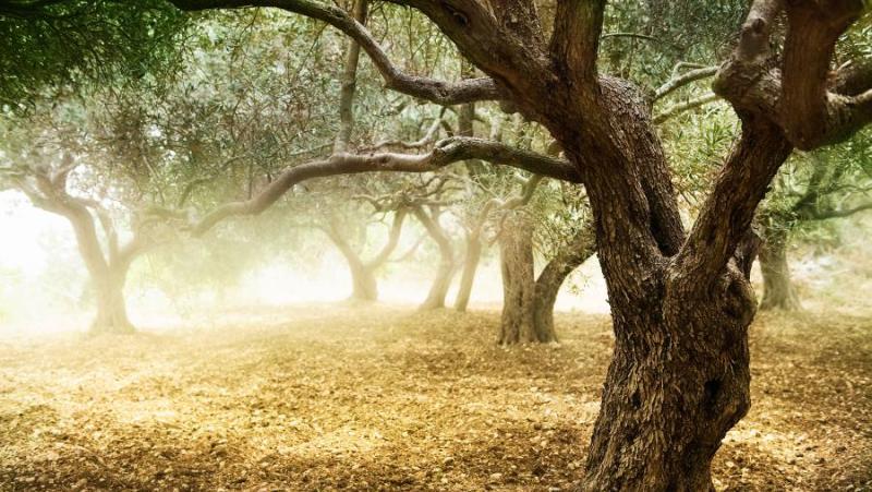Πρόγραμμα δακοκτονίας Σάββατο 6 Ιουλίου και Δευτέρα 8 Ιουλίου