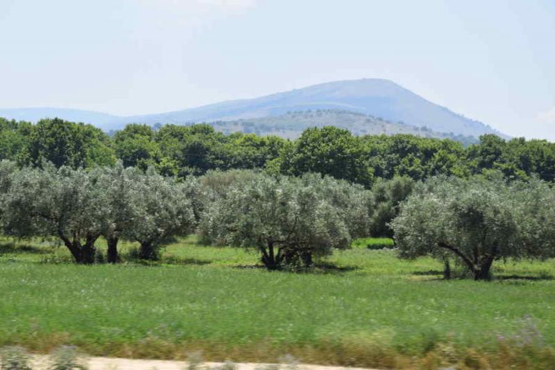 &quot;Οι ελιές δεν αποζημιώνονται για τον παγετό επειδή δεν ήταν σε ανθοφορία&quot; λέει ο ΕΛΓΑ